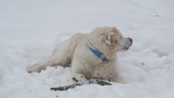 Cane sdraiato nella neve e gode di trascorrere del tempo — Video Stock