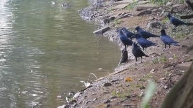 Kargalar nehir kıyısında. Ağır çekim
