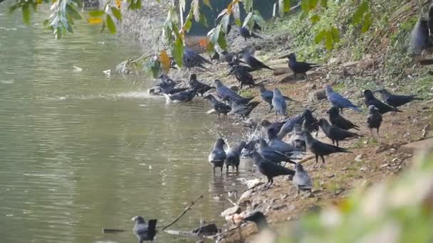 Κοράκια στην όχθη του ποταμού. Αργή κίνηση, κοντινό πλάνο — Αρχείο Βίντεο