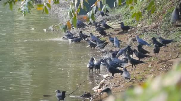 Krähen am Ufer des Flusses. Zeitlupe aus nächster Nähe — Stockvideo