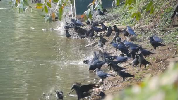 Krähen am Ufer des Flusses. Zeitlupe aus nächster Nähe — Stockvideo