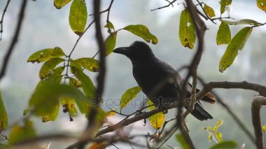 Kara karga parkta bir ağaç dalı oturur. Ağır çekim yakın çekim