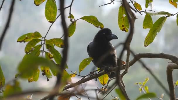 Cuervo negro se sienta en una rama de árbol en el parque. Cámara lenta Primer plano — Vídeo de stock