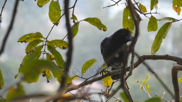 Zwarte kraai zit op een vertakking van de beslissingsstructuur in het park. Slow motion close-up — Stockvideo