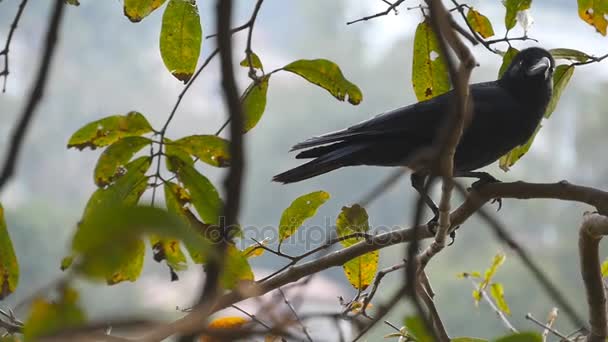 Black crow sits on a tree branch in the park. Slow motion Close up — Stock Video