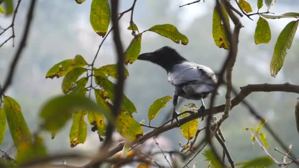 Black crow was sitting on a tree branch in the park and flew away. Slow motion — Stock Video