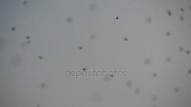 Yaz uçan sivrisinek sürüsü. Bir sürü sivrisinek. Böcekler Doğa günbatımı gökyüzüne uçan. Ağır çekim yakın çekim