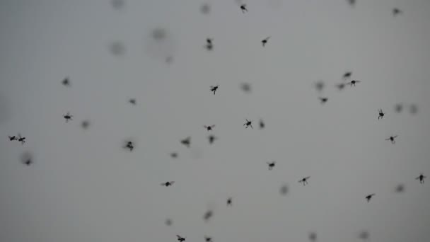 Raj a szúnyogok nyári repül. Egy csomó szúnyogok. Repülő rovarok, természetközeli napnyugtakor ég. Lassú mozgás közelről — Stock videók