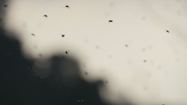 Swarm of mosquitoes flying in the summer. A lot of mosquitoes. Flying insects buzzing in nature at sunset summer sky. Slow motion — Stock Video