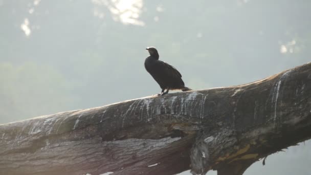 μαύρο πουλί βίντεο φίμωση σε μεγάλο μαύρο κρουνός