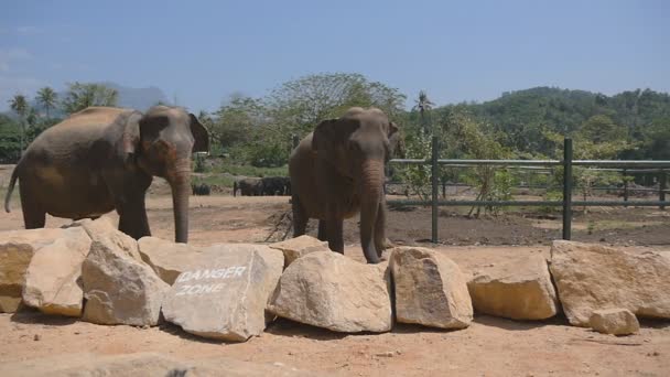 Twee olifanten permanent op de zoo en de hagelslag zand zelf. Mooie olifanten sprays zand uit zijn kofferbak. Slow motion close-up — Stockvideo