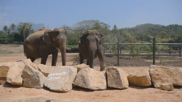 Dois elefantes no zoológico. Lento movimento Fechar — Vídeo de Stock