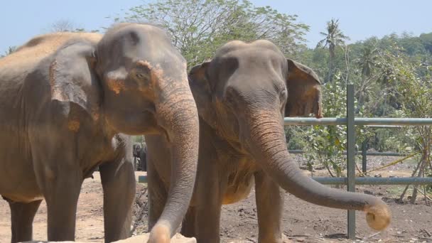 Dois elefantes no jardim zoológico polvilham a própria areia. Belo elefante pulveriza areia de seu tronco. Lento movimento Fechar — Vídeo de Stock