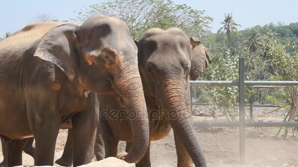Két elefánt az állatkertben hinti a homok maga. Szép elefánt spray, homok, a törzs. Lassú mozgás közelről — Stock videók