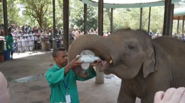 Kandy, Sri Lanka - 11 Şubat 2017: Adam hayvanat bahçesinde küçük bir fil sütle besleniyor. Ağır çekim