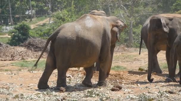 Les éléphants d'Afrique pâturent à proximité de la réserve. Mouvement lent — Video