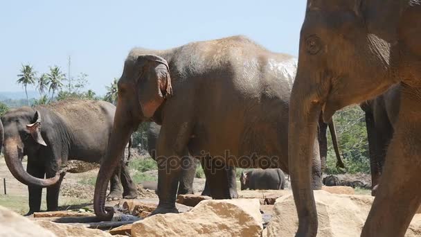 African elephants graze in vicinity of reserve. Slow motion — Stock Video