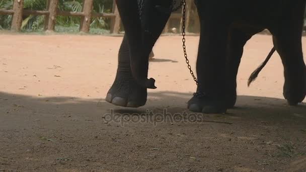 길을 걷고 코끼리의 무리입니다. 클로즈업 코끼리의 발. 슬로우 모션 — 비디오