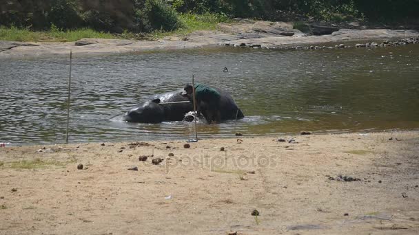 Homme mahout méconnaissable lavant éléphant dans la rivière. Un grand éléphant africain se baigne dans le lac. Mouvement lent 