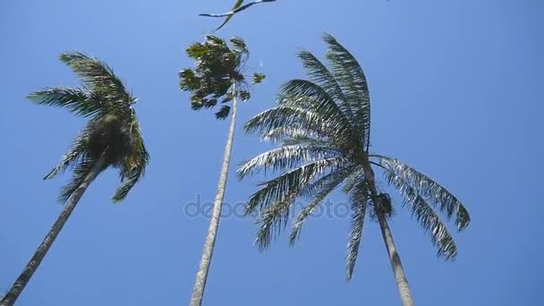 El viento sacude las palmeras. Movimiento lento — Vídeos de Stock