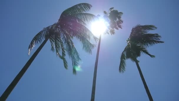 Сонце світить крізь пальми. Вітер трясе долоні. Повільний рух — стокове відео