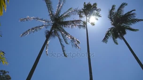 Солнце светит сквозь пальмы. Ветер трясет пальмы. Медленное движение — стоковое видео