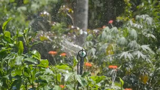 Automatische drenken van gazon, tuin. Automatische sprinkler systeem. Slow motion — Stockvideo