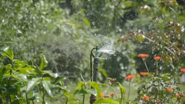 Riego automático de césped, jardín. Sistema de aspersor automático. Movimiento lento — Vídeos de Stock