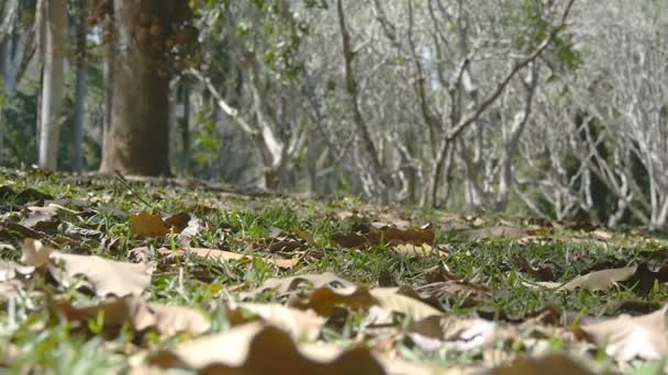 O outono parte suavemente movendo-se no chão ao longo do vento de outono na floresta tropical. Movimento lento — Vídeo de Stock