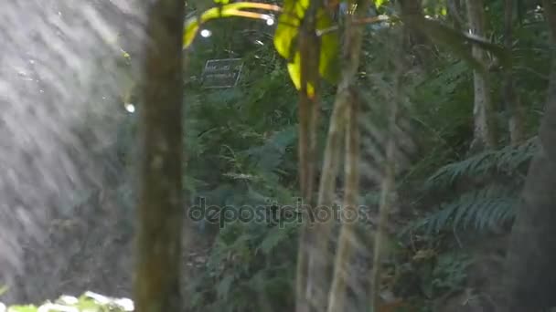 Rami di alberi verdi sotto la pioggia che cade. Pioggia tropicale nella foresta. Rallentatore — Video Stock