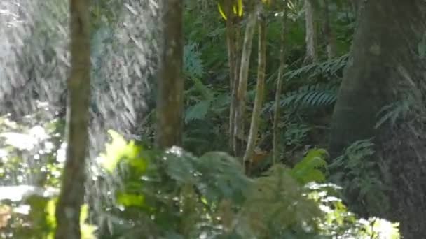 Las ramas verdes del árbol bajo la lluvia que cae. Lluvias tropicales en el bosque. Movimiento lento — Vídeo de stock