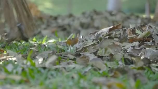 Janitor índio fêmea no parque varre as folhas ancinhos durante o dia. Área de limpeza de folhas de outono. Movimento lento — Vídeo de Stock