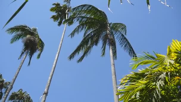 Der Wind schüttelt die Palmen. Zeitlupe — Stockvideo