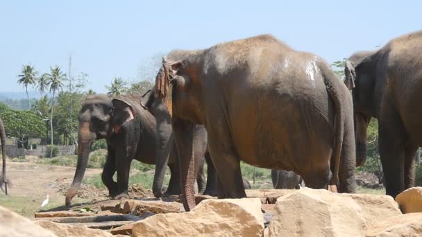 Os elefantes africanos pastam nas proximidades da reserva. Movimento lento — Vídeo de Stock