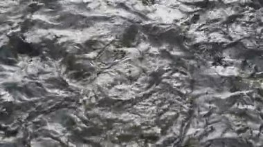 Suda sazan. Birçok rakip yiyecek balık. İnsanlar iskeleden balıklara yem. Üstten görüntüleyin. Ağır çekim