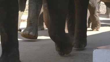 Sokakta yürüyen fil sürüsü. Adım filler pençeleri yakın çekim. Ağır çekim düşük görüş açısı