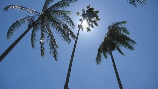 Sol brillando a través de palmeras. El viento sacude las palmeras. Movimiento lento — Vídeos de Stock