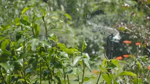 Автоматическое поливание газона, сада. Автоматический разбрызгиватель. Медленное движение — стоковое видео