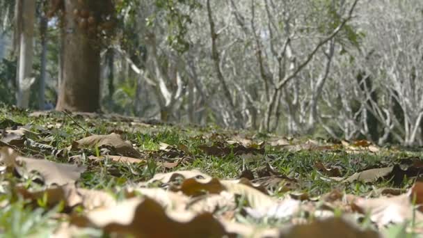 Las hojas de otoño se mueven suavemente en el suelo a lo largo del viento de otoño en el bosque tropical. Movimiento lento — Vídeo de stock