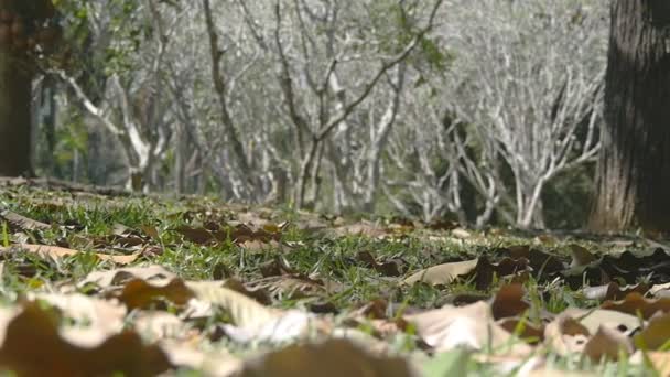 Осенние листья мягко движутся по земле вдоль осеннего ветра в тропическом лесу. Медленное движение — стоковое видео