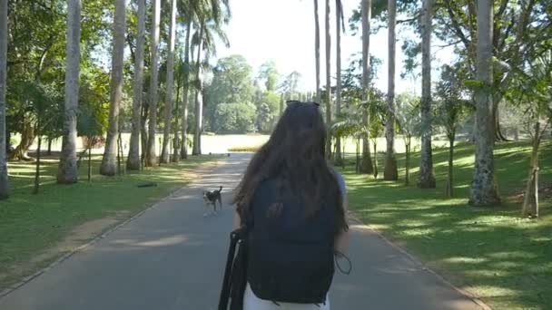 Mujer joven que va a lo largo de carril exótico parque y ver en la palmera. Concepto de viaje de verano. Vista trasera trasera. Movimiento lento — Vídeos de Stock