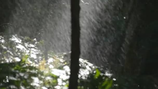 Ramos de árvores verdes sob a chuva caindo. Chuva tropical na floresta. Movimento lento — Vídeo de Stock