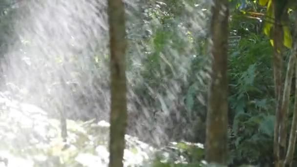 Las ramas verdes del árbol bajo la lluvia que cae. Lluvias tropicales en el bosque. Movimiento lento — Vídeos de Stock
