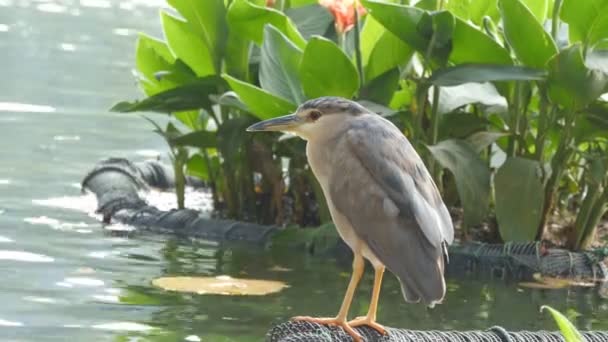 O pássaro bonito senta-se na costa do lago. Fechar — Vídeo de Stock