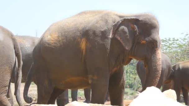 Afričtí sloni se pasou v blízkosti rezervy. Detailní záběr — Stock video