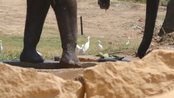 Paws of elephant moving close up. African elephant graz in vicinity of reserve — Stock Video