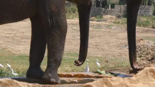Słoń afrykański podlewania siebie wody w sąsiedztwie rezerwatu. Z bliska — Wideo stockowe