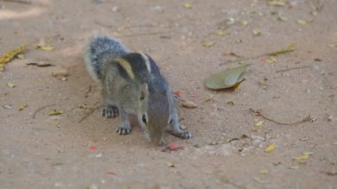 Sincap tohumları yemek Park. Yakın çekim