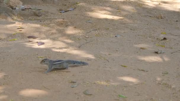 Бурундук бегает в парке в поисках еды. Закрыть — стоковое видео