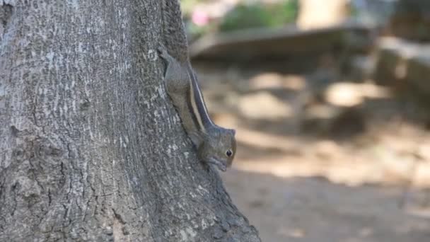 Chipmunk zittend op een boomstam in het park en het eten van zaden vervolgens wegloopt. Bos op de achtergrond. Close-up — Stockvideo